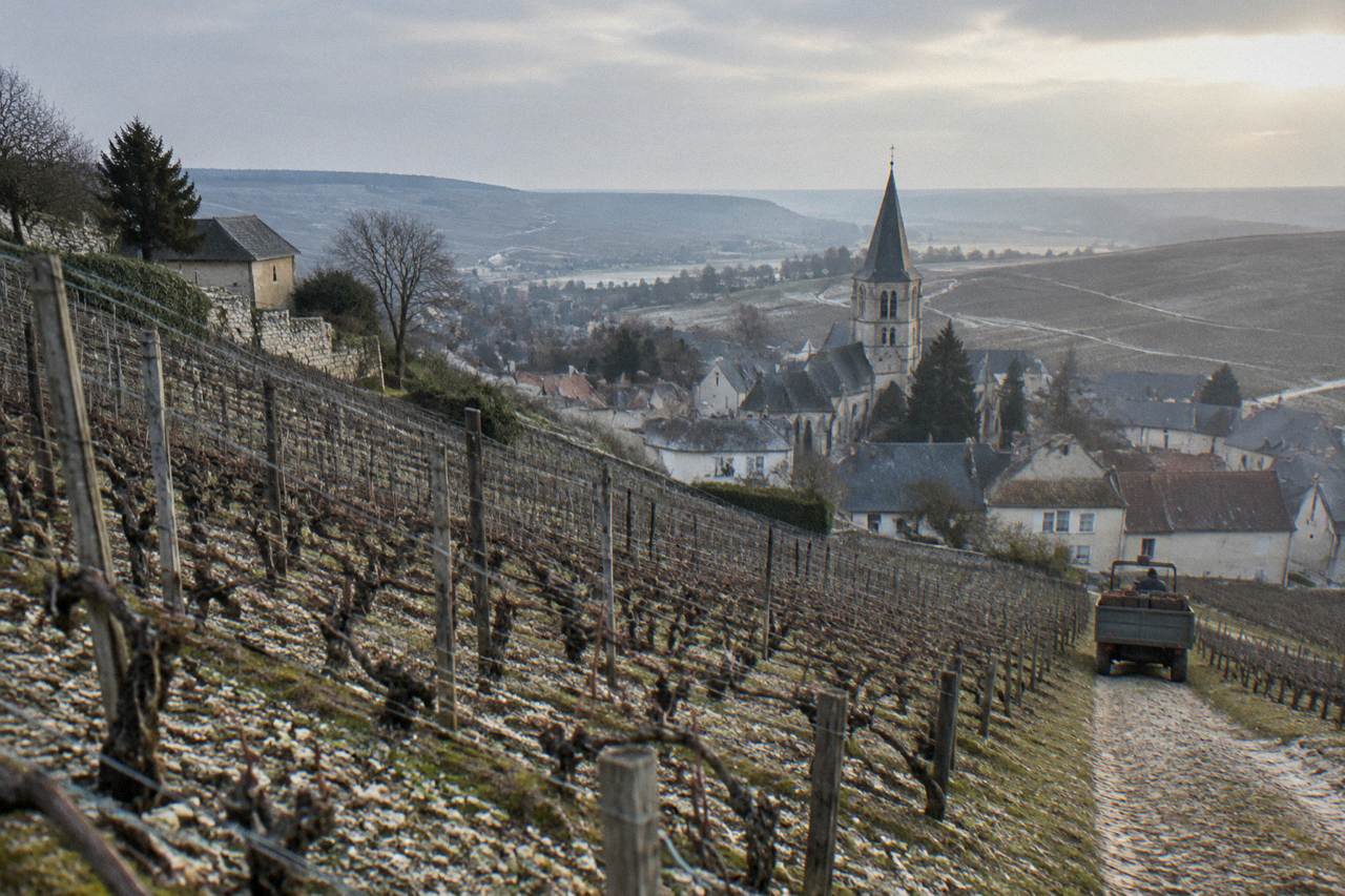 Vineyard rows in the Champagne region on a cold clear day with frost on the ground